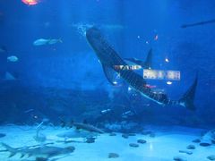 -烟台海昌鲸鲨海洋公园