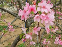 -天适樱花悠乐园