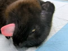 -关爱宠物医院·猫科中心·消化科(滨湖万达分院)