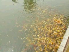 -武汉紫薇都市田园