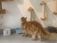 -Heymao猫咖.咖啡厅(东门店)