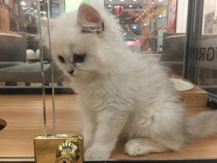 -袖虎·猫馆(体育西路店)