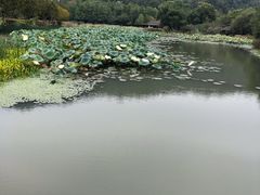 -八卦田遗址公园
