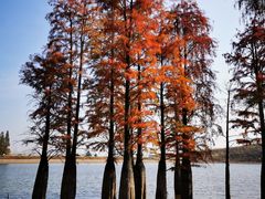 -池杉湖湿地公园