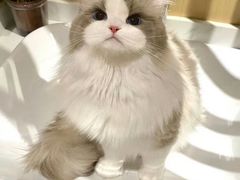 -猫十亿·布偶金渐层·曼基康矮脚猫舍(青年路店)