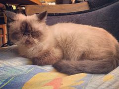 -more than meow吴止猫主题餐厅(承德 中船汇店)