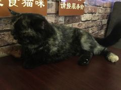 -喵园·猫主题咖啡厅·撸猫·猫咖(国贸店)