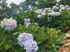 -鼓岭旅游度假区