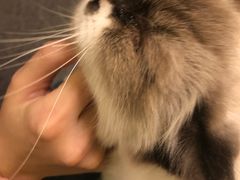 -猫色咖啡·猫咖