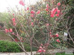 -上海市龙华烈士陵园