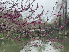 -青枫公园