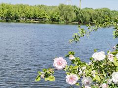 -石家庄市植物园