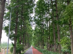 -上海长兴岛郊野公园