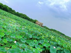 -荷塘月色湿地公园·向阳花洲