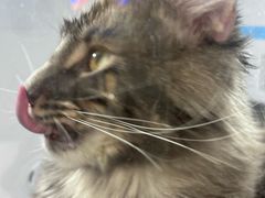 -它主义宠物(梁溪万达店)