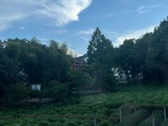 -野蔓果·山野菜(西湖景区·龙井茶田店)