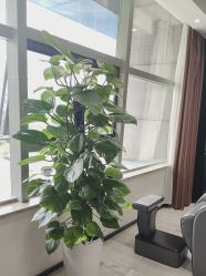-雍禾植发