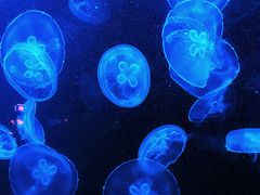 -烟台海昌鲸鲨海洋公园