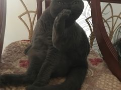 -瑞派福兴宠物医院犬猫全科·骨科·中西医结合(河东店)