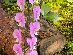 -国家植物园南园