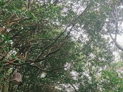 -普陀山慧济禅寺