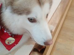 -Husky Go! 哈士奇体验馆·宠物咖啡厅狗咖