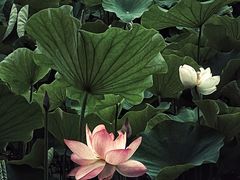 -莲湖公园