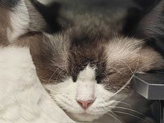 -纳吉亚猫专科动物诊疗中心(蒋宅口分院)
