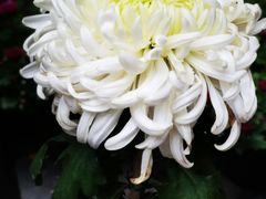 -菊花台公园
