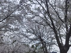 -花博汇(知音花月夜)