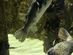 -海合安武汉极地海洋公园