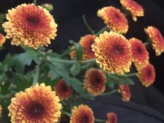 -植物学家的女儿(北马道巷店)