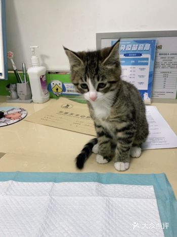 家里又添了新成员，满龄后立刻来接种疫苗，首先是对猫主
