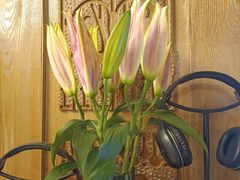 -杂咖中西美食音乐餐厅(凯德壹中心店)