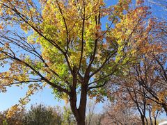 -北京国家会计学院
