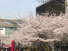 -樱苑(四川北路店)