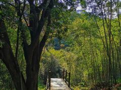 -广州白江湖森林公园