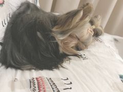 -创凡宠物医院·骨专科  猫科中心(西乡分院)