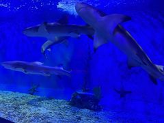 -太平洋海底世界