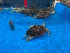 -泉城欧乐堡海洋极地世界
