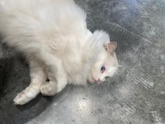-瞄一喵猫咖(格力海岸店)
