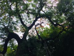 -黄埔古港