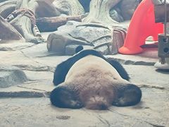 -武汉动物园