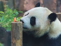 -五龙山野生动物王国