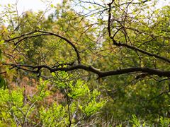 -上海佘山国家森林公园天马山园