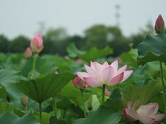 -嘉北郊野公园