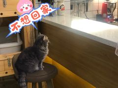 -滚猫咖啡·猫咖·猫友好撸猫(未来城店)