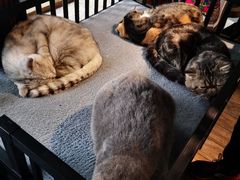 -more than meow吴止猫主题餐厅(承德 中船汇店)