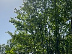 -桤木河湿地公园