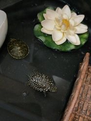 -木子·纹身店TATTOO穿孔·洗纹身